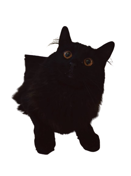 A long-haired black cat with wide orange eyes that display little thought going on behind them.